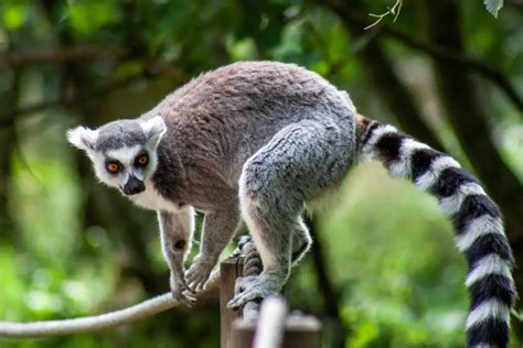 what animals are similar to lemurs